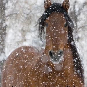 Meet your Posher, Jody